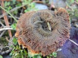 Coltricia perennis image