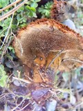 Coltricia perennis image