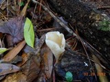 Hohenbuehelia petaloides image
