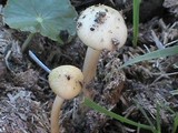 Stropharia semiglobata image