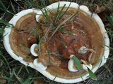 Ganoderma sessile image