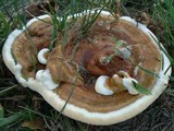 Ganoderma sessile image