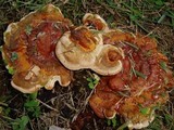 Ganoderma sessile image