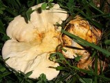 Ganoderma sessile image