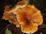 Bondarzewia berkeleyi image