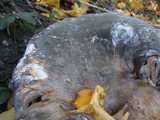 Bondarzewia berkeleyi image