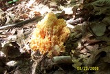 Ramaria formosa image