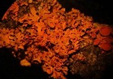 Xanthomendoza hasseana image