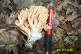 Ramaria formosa image