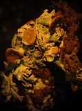 Cavernularia lophyrea image