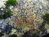 Psora pseudorussellii image