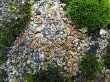 Psora pseudorussellii image