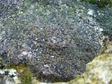 Psora pseudorussellii image
