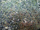 Psora pseudorussellii image