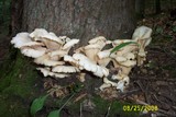 Pleurotus pulmonarius image