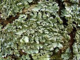 Punctelia perreticulata image