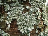 Punctelia perreticulata image