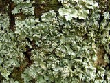 Punctelia perreticulata image