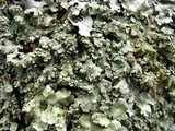 Punctelia perreticulata image