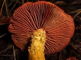 Cortinarius smithii image