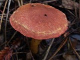Cortinarius smithii image