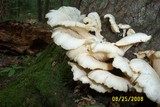 Pleurotus pulmonarius image