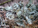 Punctelia caseana image