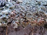 Punctelia caseana image