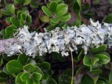 Punctelia caseana image