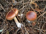 Pholiota velaglutinosa image
