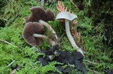 Psathyrella cernua image