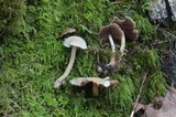 Psathyrella cernua image