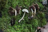 Psathyrella cernua image