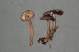 Psathyrella cernua image