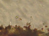 Psathyrella cernua image