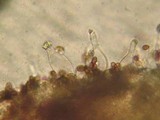 Psathyrella cernua image