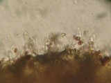 Psathyrella cernua image