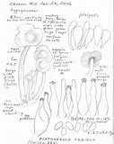 Psathyrella cernua image
