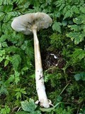 Amanita battarrae image