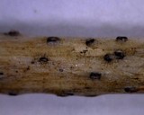 Stemphylium vesicarium image