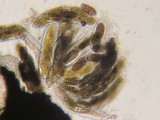 Pleospora herbarum image