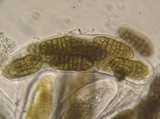Pleospora herbarum image