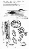 Pleospora herbarum image