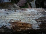 Radulomyces confluens image