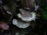 Cerrena unicolor image