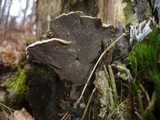 Cerrena unicolor image