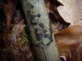 Diatrype bullata image