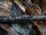 Diatrype bullata image