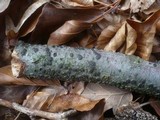 Diatrype disciformis image