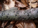 Diatrype disciformis image